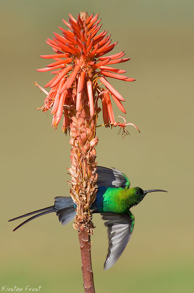Malachite Sunbird